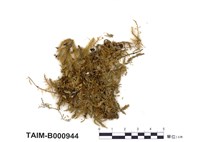 藏品(美綠鋸苔)的圖片